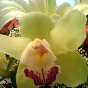 Meet your Posher, Etty